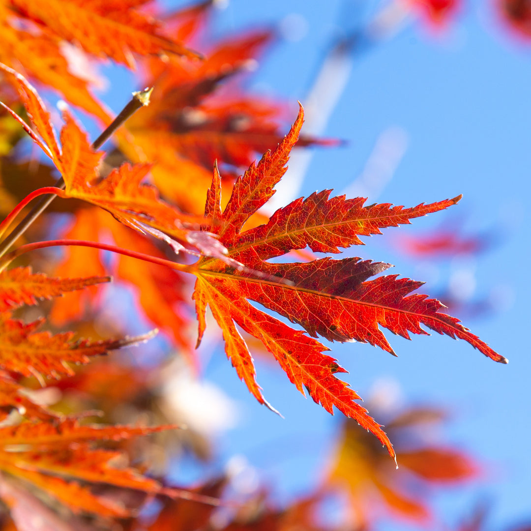 Acer x pse. Alpenglow 15gal Korean Maple – Cornell Farm