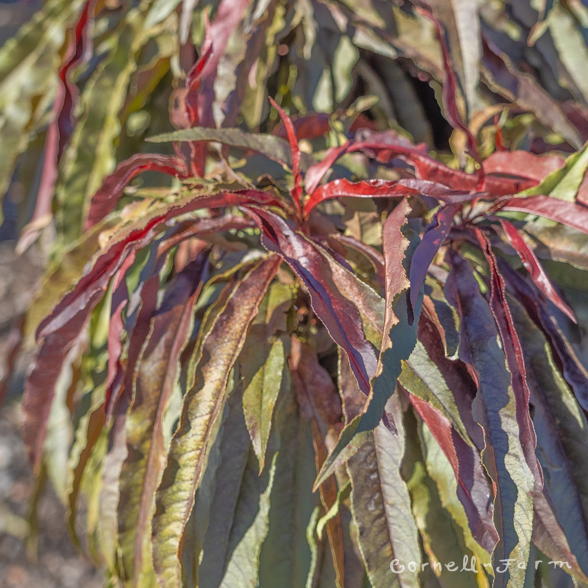 Prunus persica Ruby Ruffle 7gal Ornamental Peach