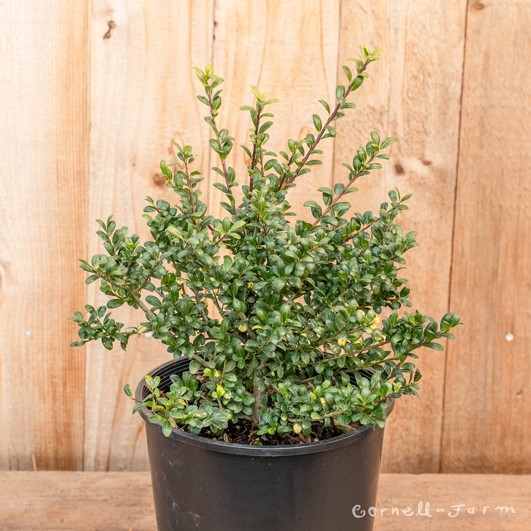 Ilex c. Convexa Compacta 2gal Japanese holly – Cornell Farm