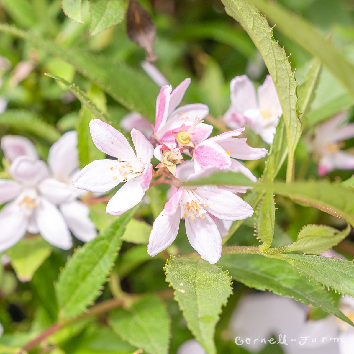 Deutzia Yuki Cherry Blossom 3gal