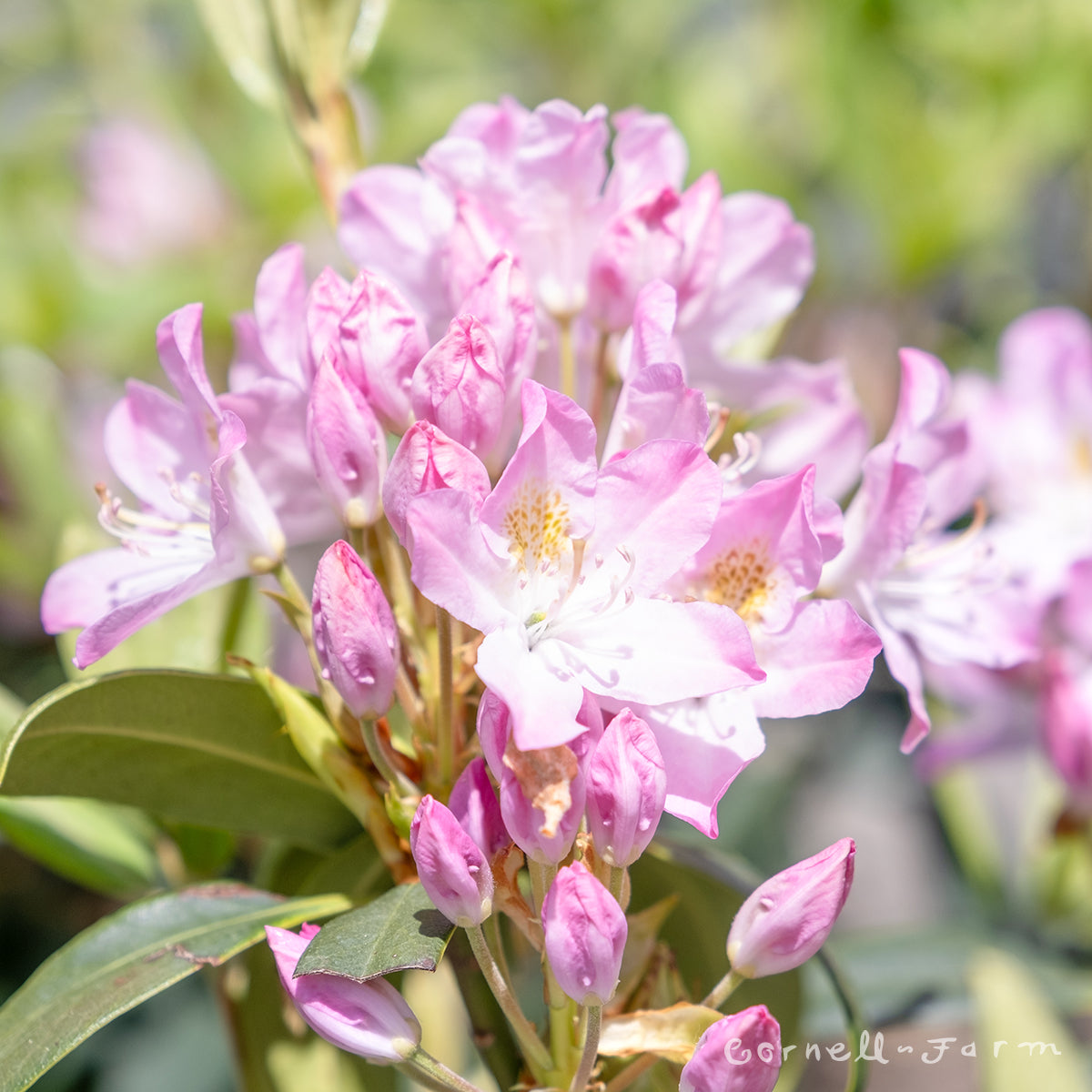 Rhododendron Maximum Roseum 12-15in