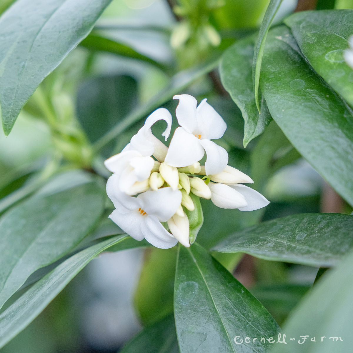 Daphne x Perfume Princess 10gal White
