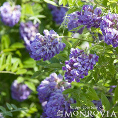 Wisteria f. Amethyst Falls 3gal Trellis