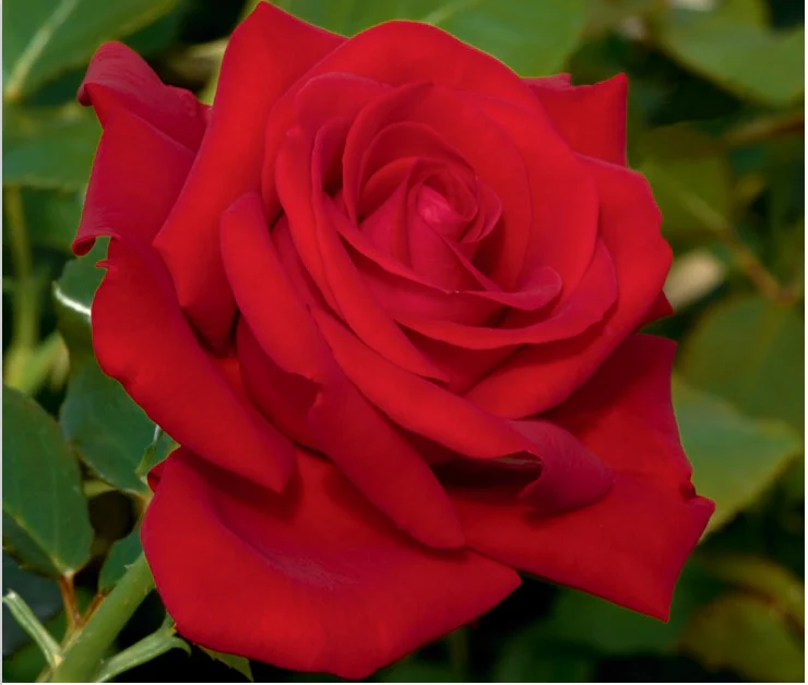 Rose Drop Dead Red 5gal Floribunda