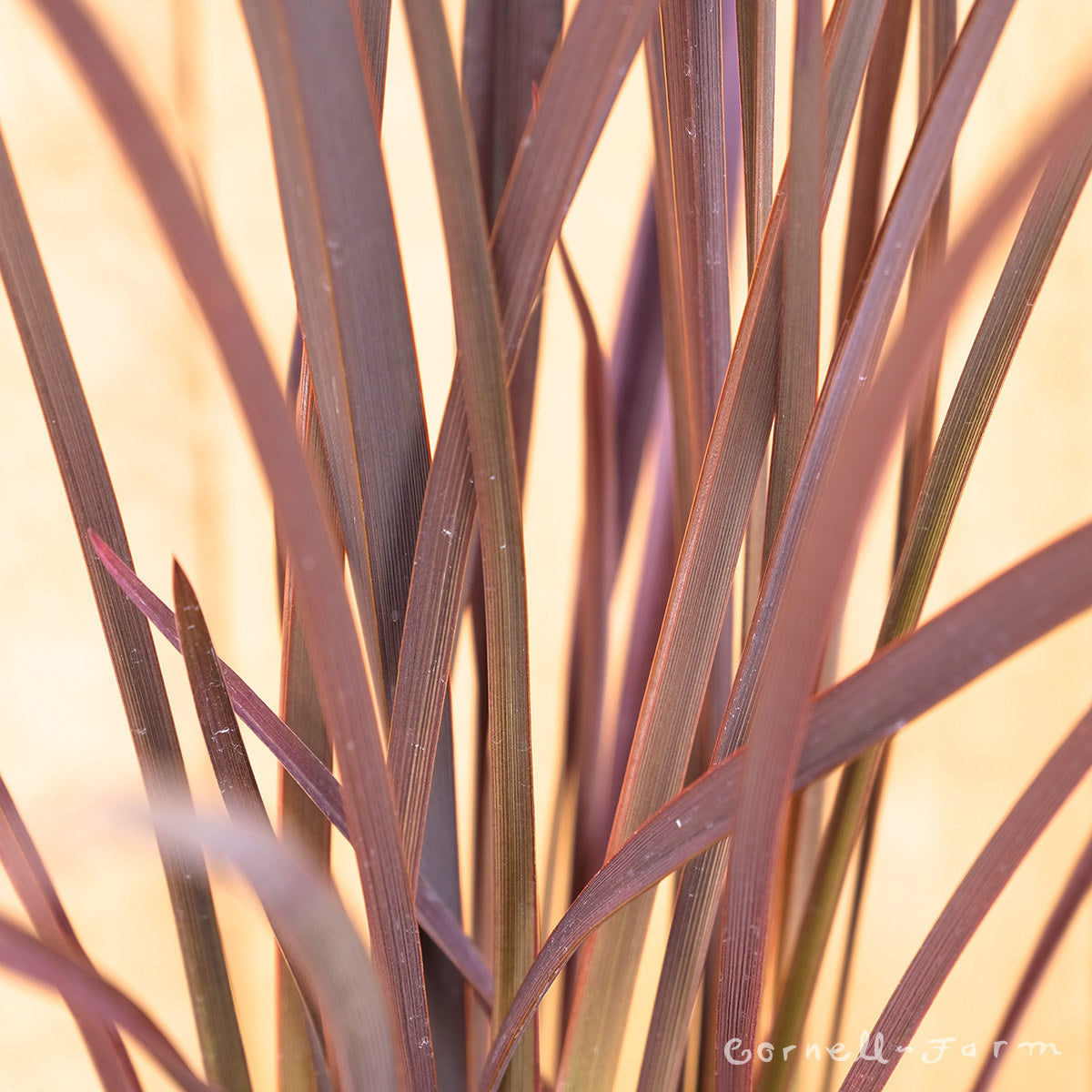 Phormium Amazing Red 5gal