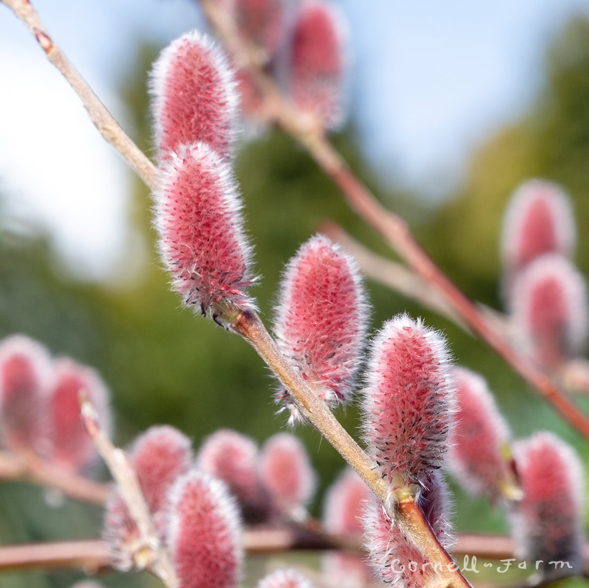 Salix g. Mt Aso Pussywillow 2gal