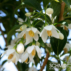 Styrax j. Snowcone 15gal Snowbell Tree