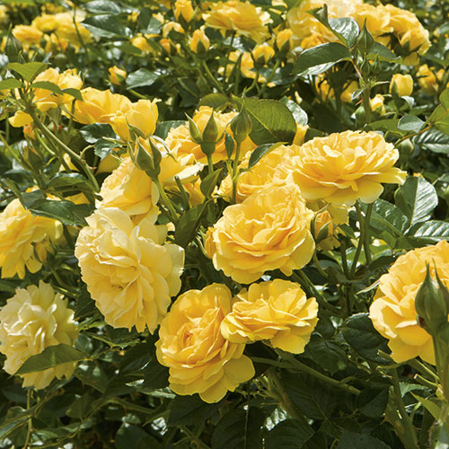 Rose Tree Julia Child 5gal PT 36" Floribunda