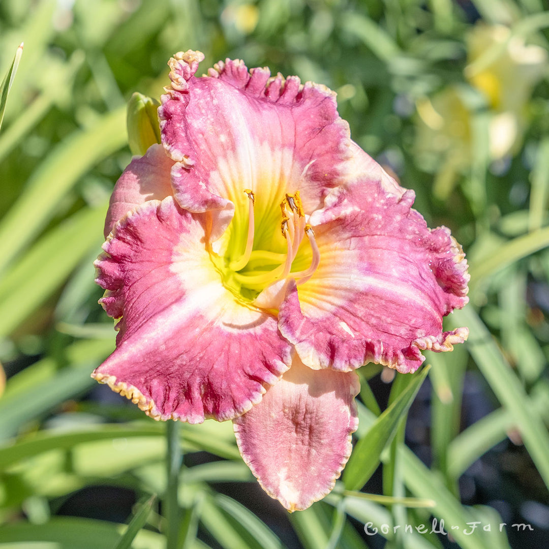 CF Daylily 1gal Sunrise Moroccan Hemerocallis mameko42 フラワー・ガーデニング – Farm Cornell フラワー・ガーデニング