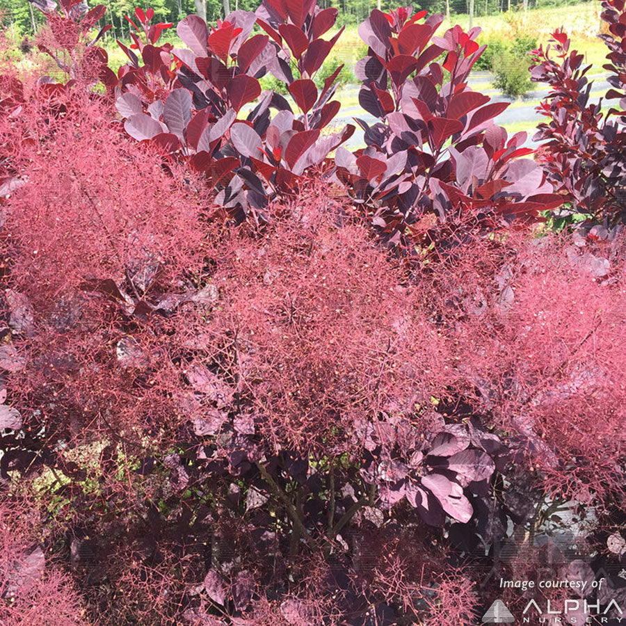 Cotinus coggygria Winecraft Black 3gal Smokebush