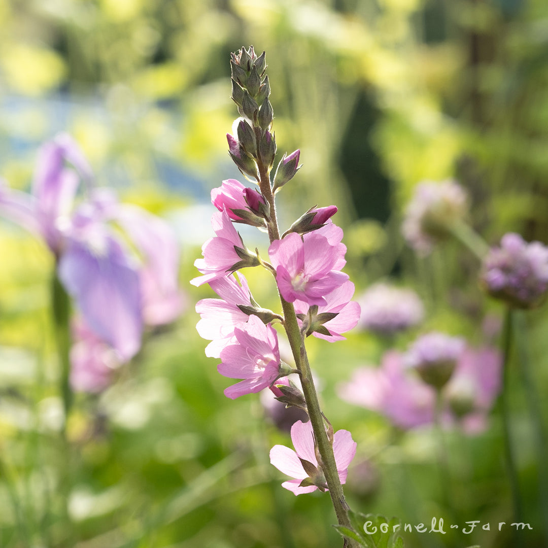 Sidalcea malviflora ssp. virgata 1 gal Rose Checker Mallow