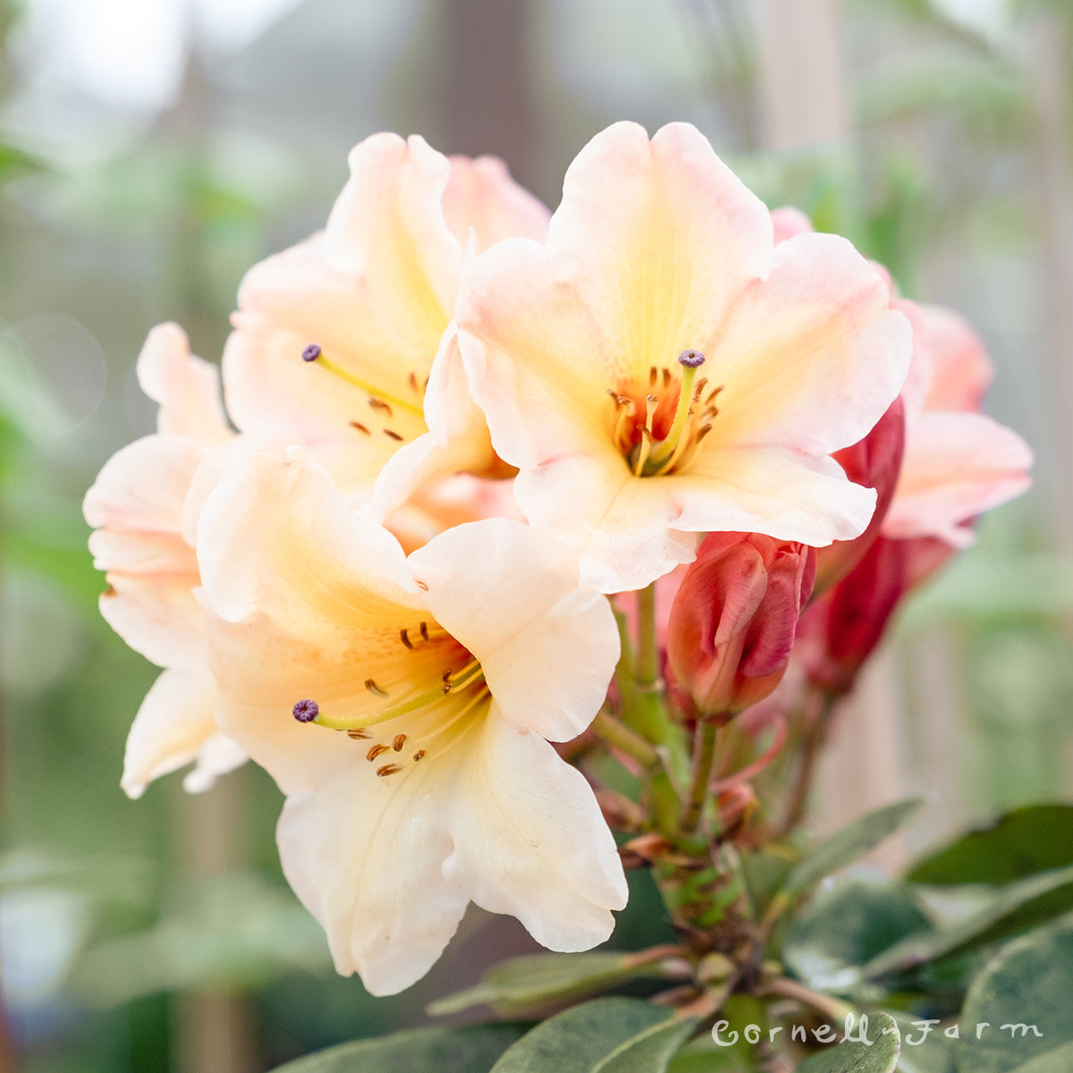 Rhododendron Miracle Mile 2gal peach