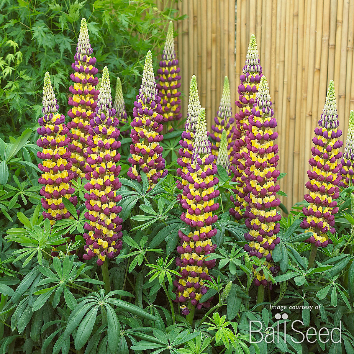 Lupinus Westcountry Manhattan Lights 1gal Lupine CF Purple/Yellow