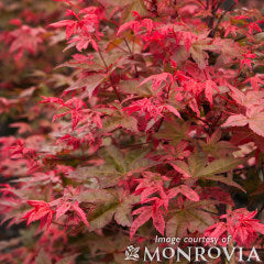 Acer p. Shindeshojo 1gal Dwarf Japanese Maple