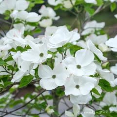 Cornus Eddie's White Wonder 25gal Dogwood tree 1.25 cal