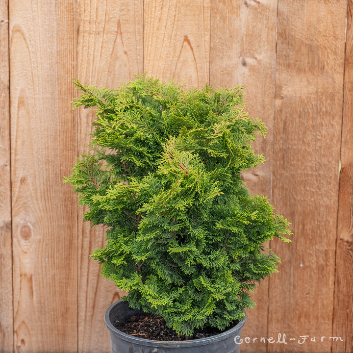 Chamaecyparis o. Tempelhof 3gal Hinoki Cypress – Cornell Farm