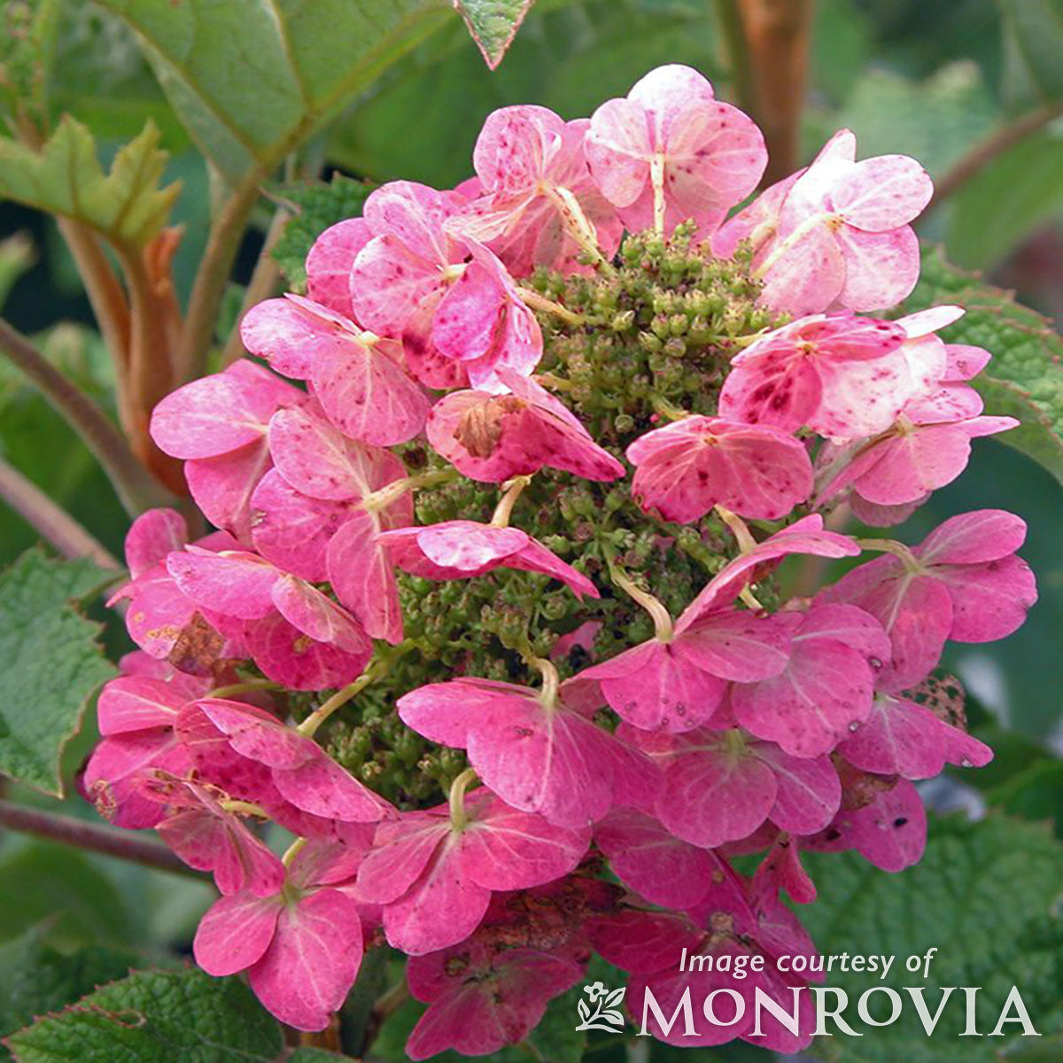 Hydrangea q. Ruby Slippers 1gal Oakleaf Hydrangea