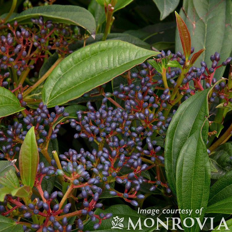 Viburnum davidii 2gal David Viburnum