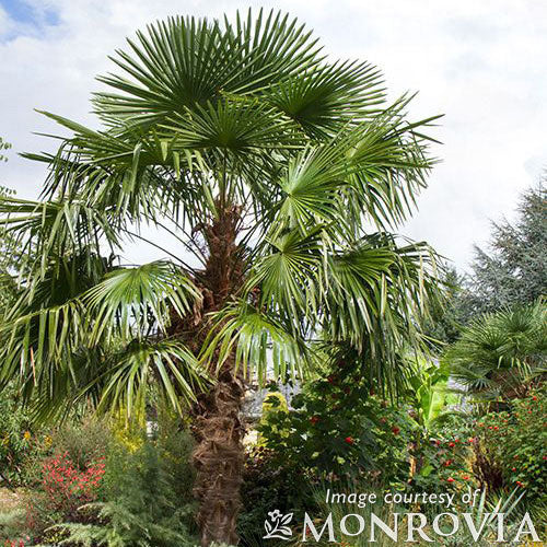 Palm-Trachycarpus fortunei 1gal Windmill Palm