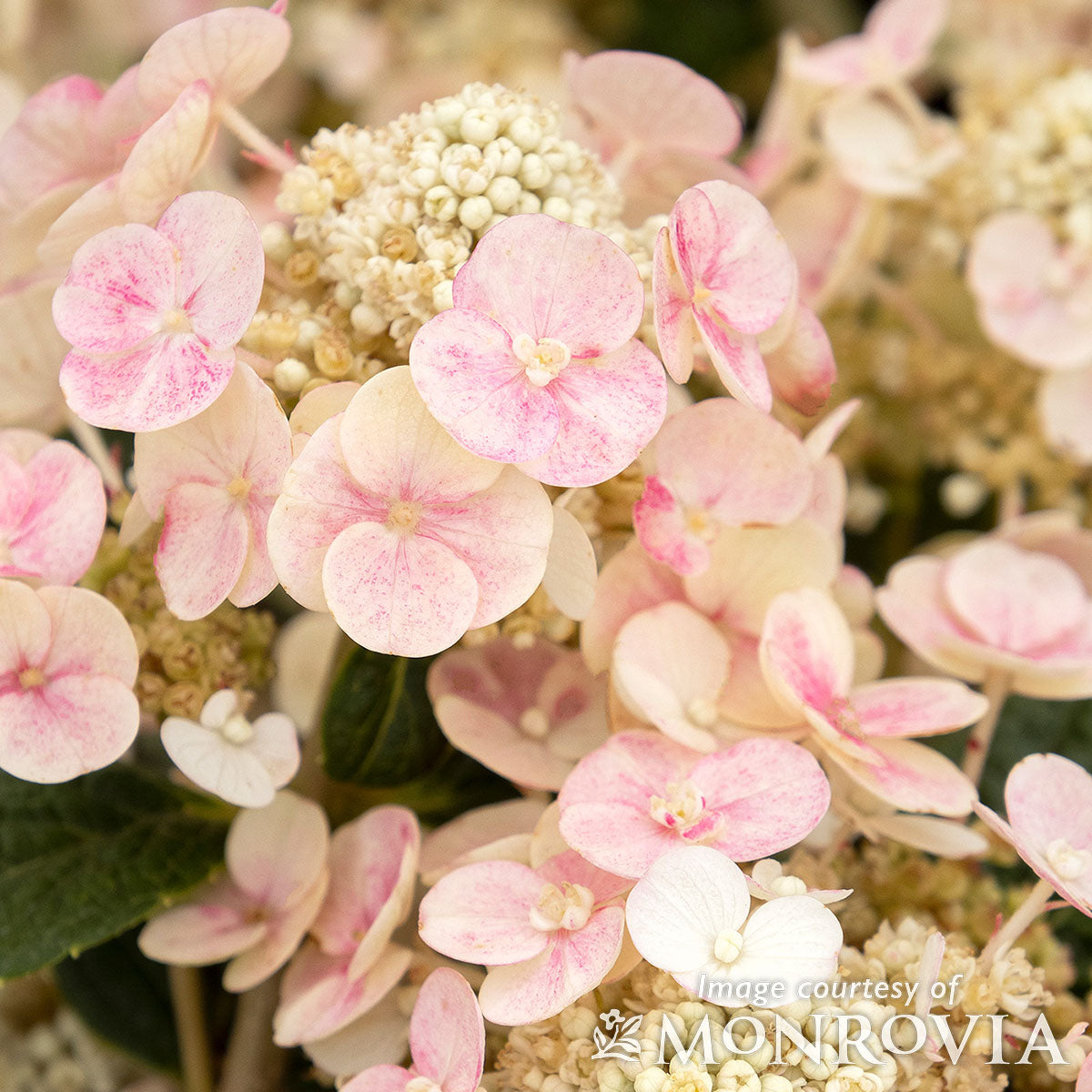Hydrangea p. Razzleberri 5gal