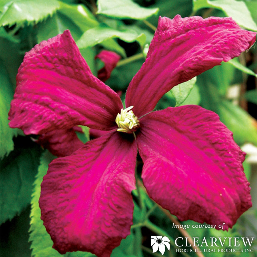 Clematis Madame Julia Correvon 1gal red