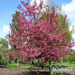 Malus Royal Raindrops 7gal Crabapple