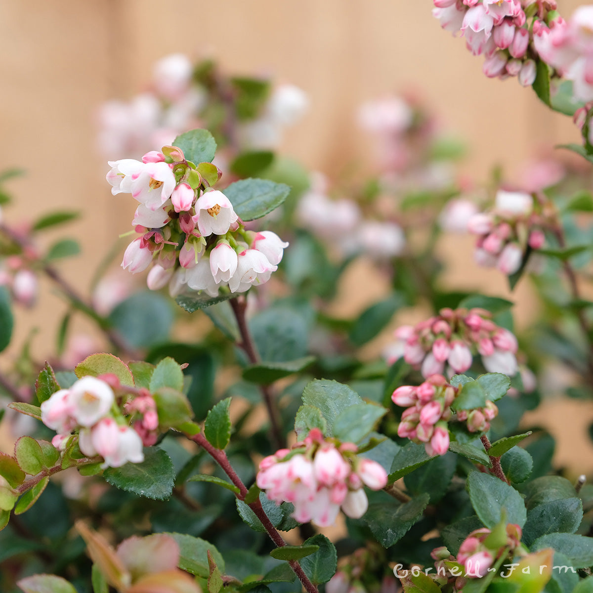 Vaccinium ovatum Qrt. Evergreen Huckleberry