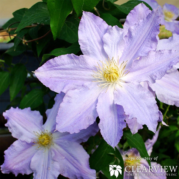 Clematis Vancouver Sea Breeze 2gal Blue