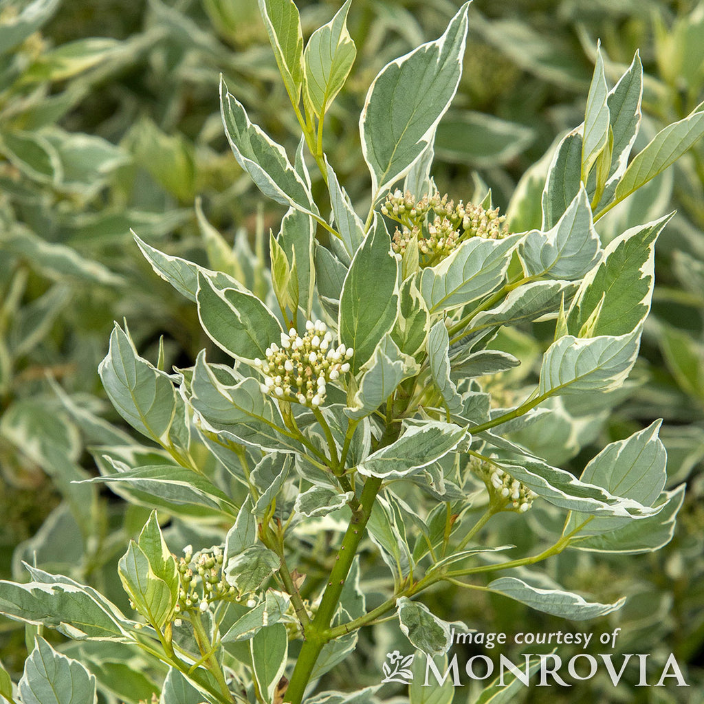 Cornus alba Creme de Mint 2gal Dogwood shrub