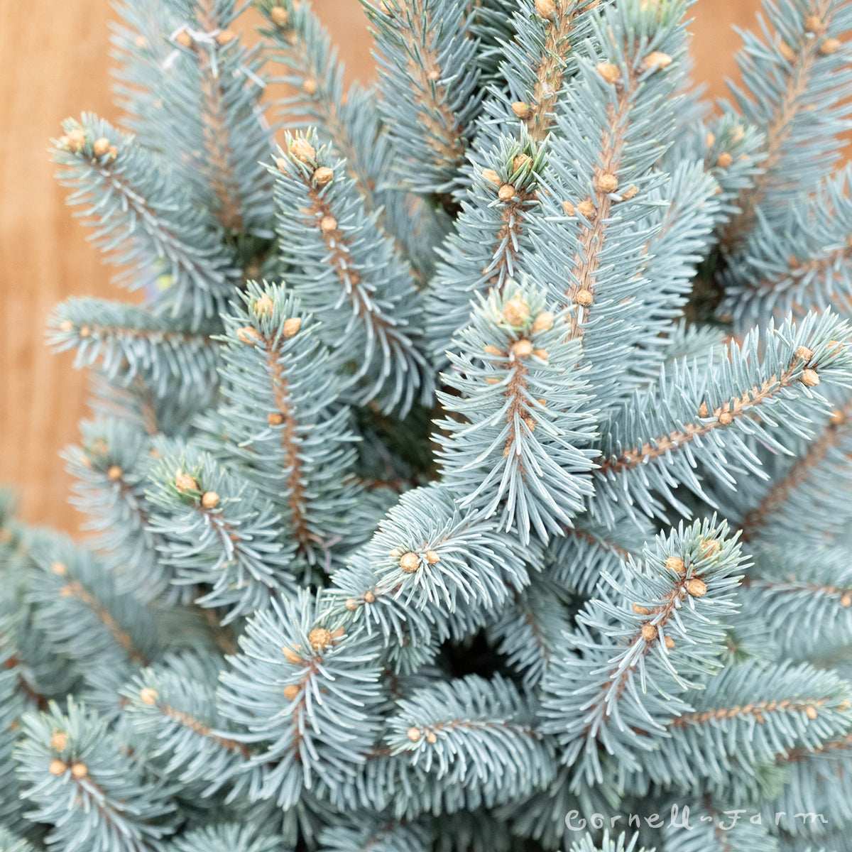 Picea p Filip's Blue Compact 1gal 9-12in Colorado Blue Spruce