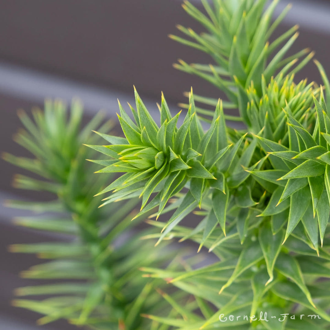 money puzzle tree Araucaria a. 5gal Monkey Puzzle Tree – Cornell Farm