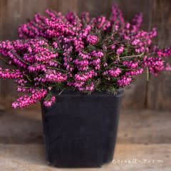 Erica x darl. Kramers Red/Kramers Rote 1gal Winter Heath