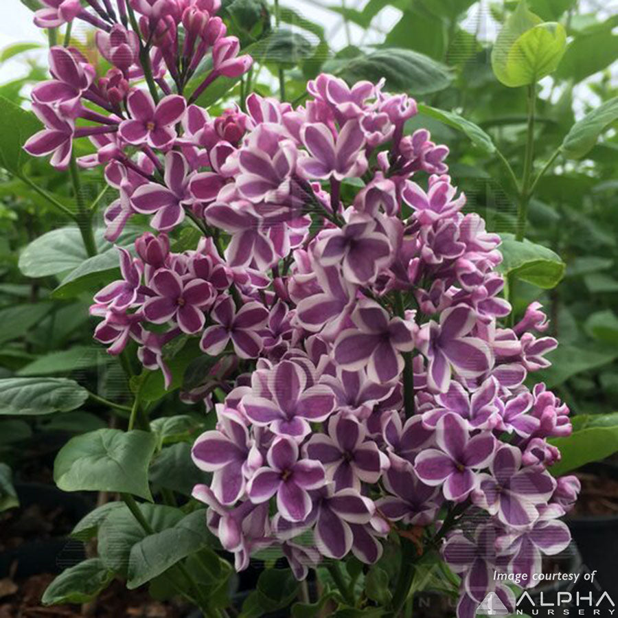 Syringa vulgaris Sensation  5gal 2-3' Lilac dk purple w/white