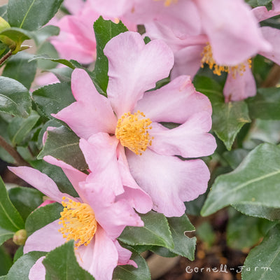 Camellia s. Cleopatra 6gal