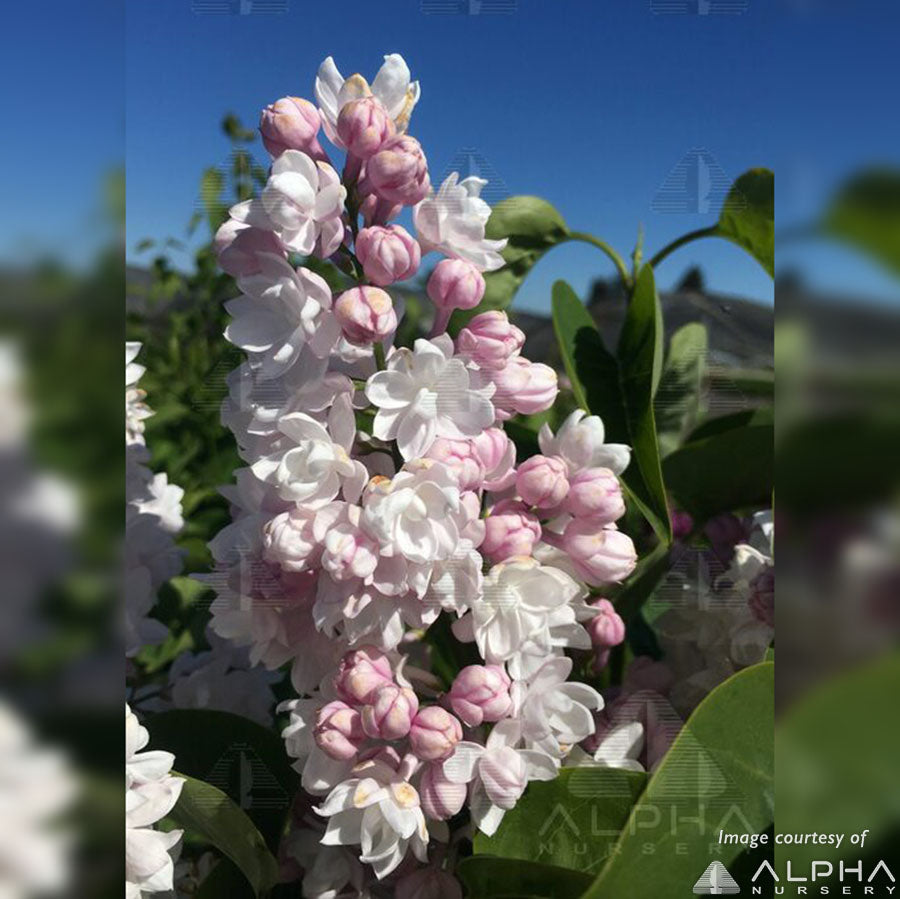 Syringa v Krasavitsa Moskvy 7gal Beauty of Moscow lilac double light pink