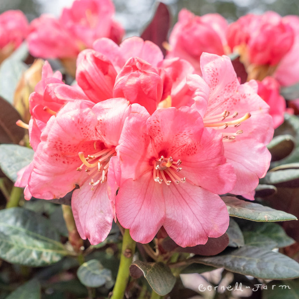 Rhododendron Wine and Roses 6gal Bright Pink