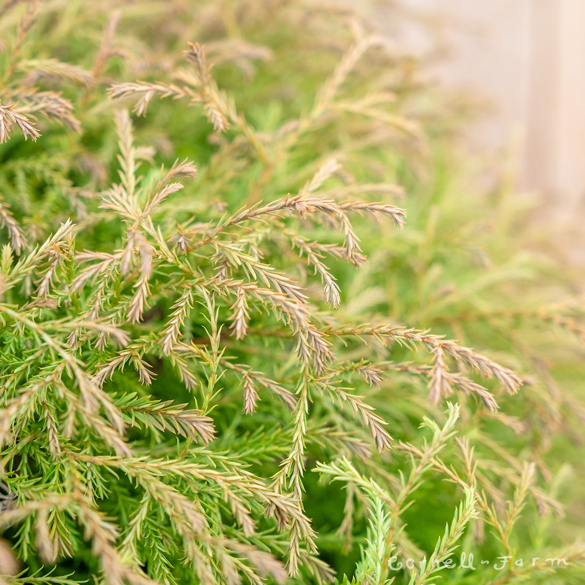 Thuja o. Mr. Bowling Ball 3gal Arborvitae