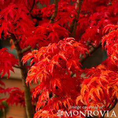 Acer p. Shishigashira 15gal Lion's Head Japanese Maple