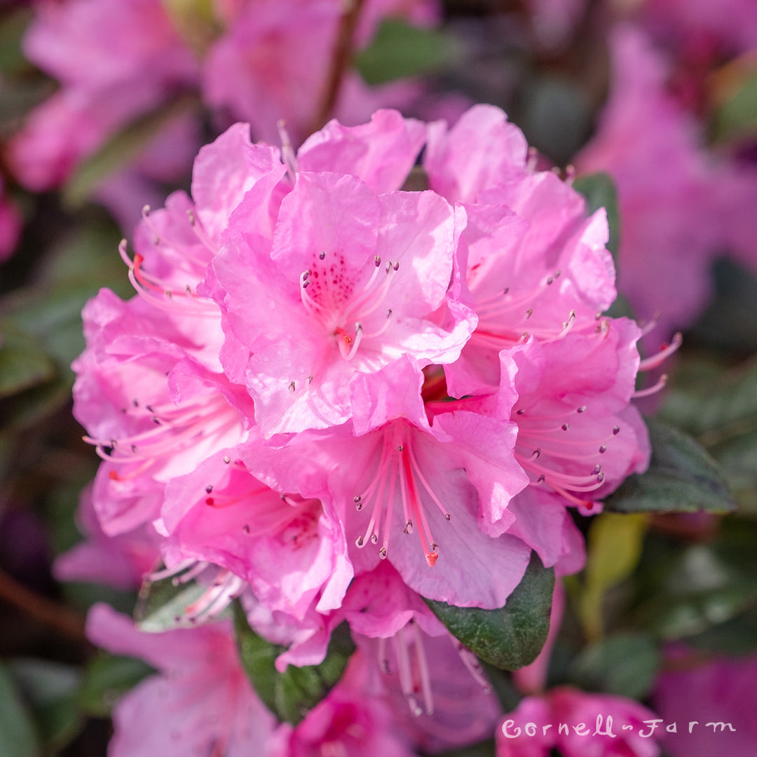 Rhododendron Olga Mezitt 10gal PJM – Cornell Farm
