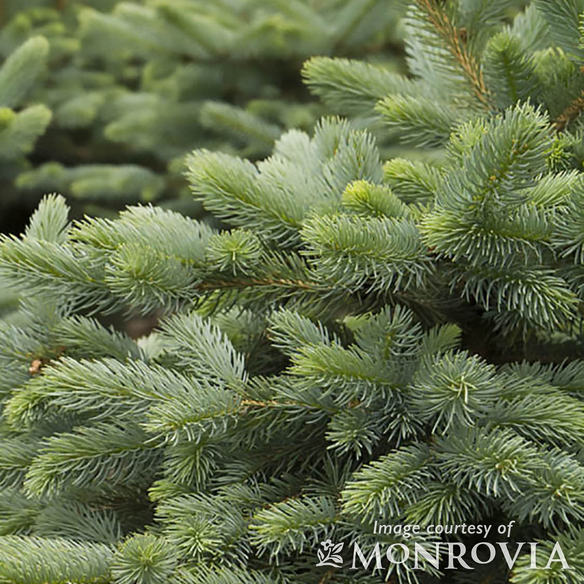 Picea pungens Baby Blue Eyes 2gal