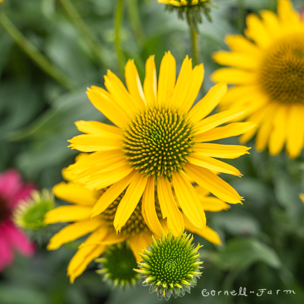 Echinacea Kismet Yellow 1gal Coneflower