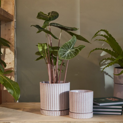 Los Feliz Pot  6.5x7in w/ Saucer