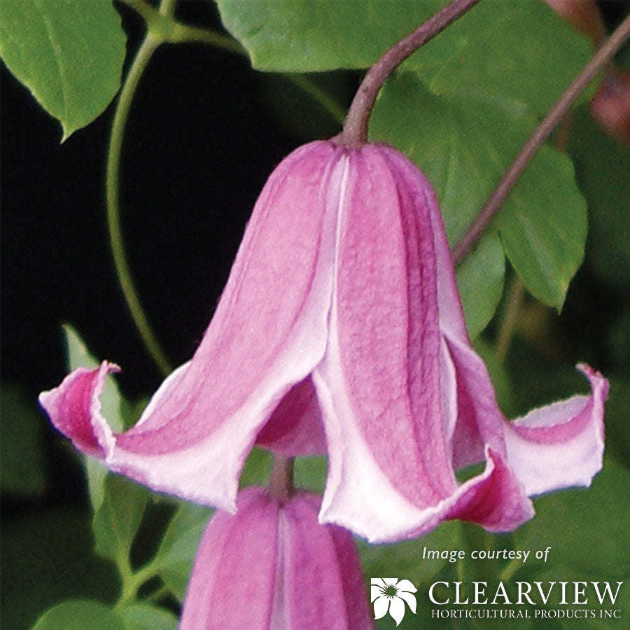 Clematis t. Duchess of Albany 2gal Pink