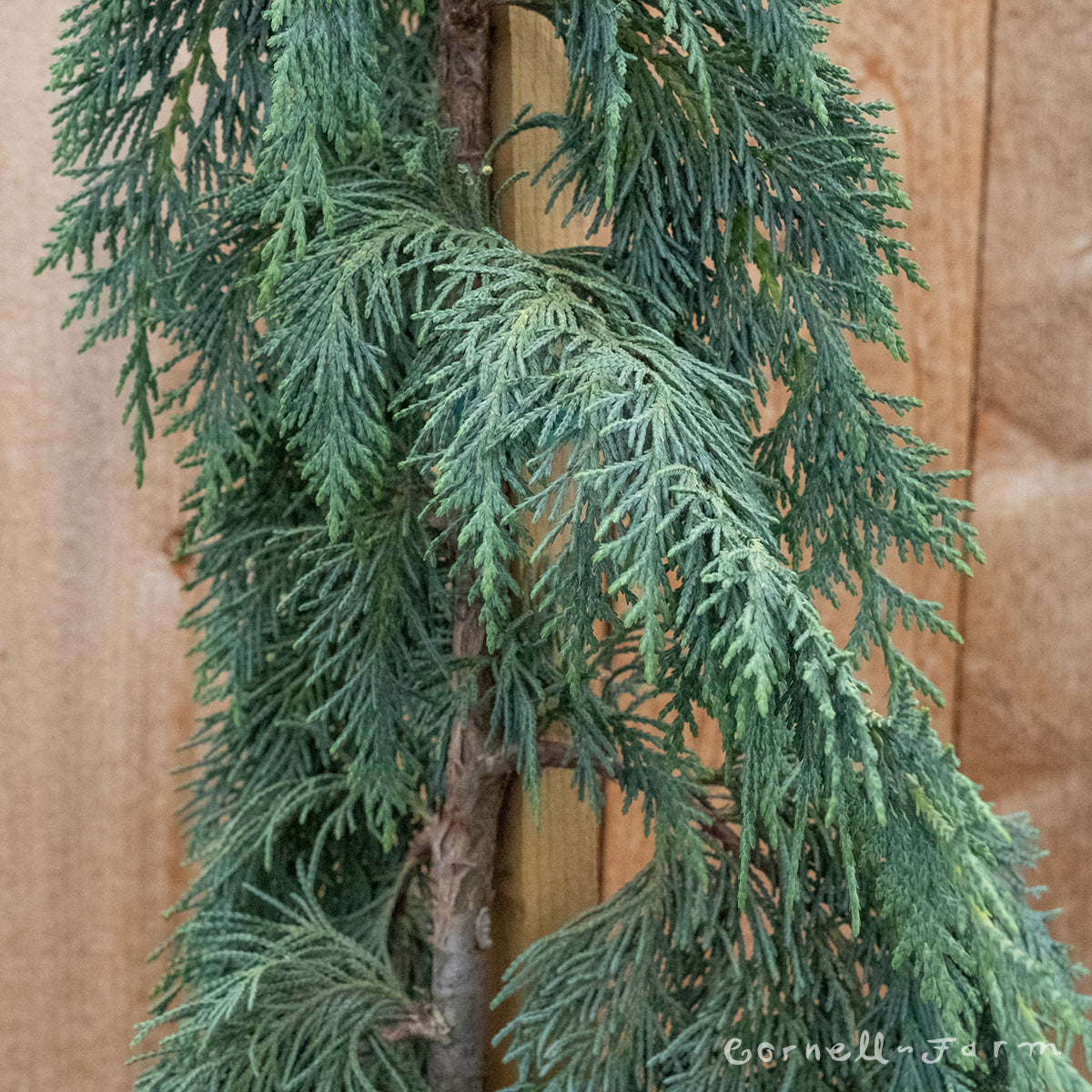 Chamaecyparis n. Green Arrow 5gal Weeping Alaskan Cedar