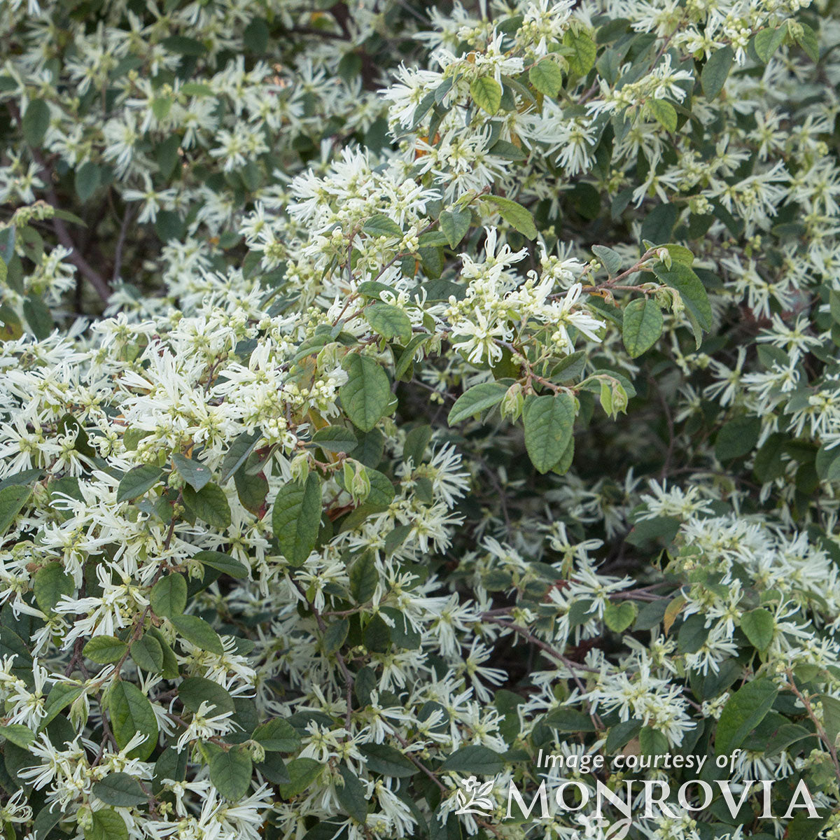 Loropetalum c Snow Panda 5gal Fringe Flower PT