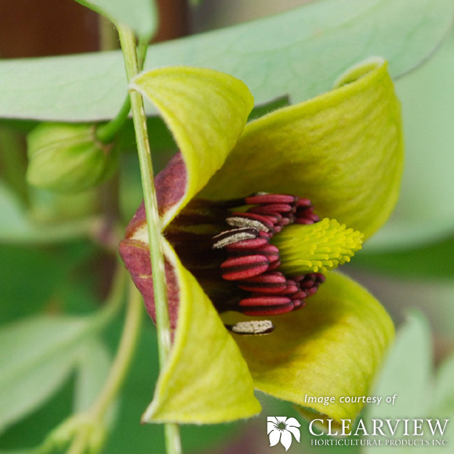 Clematis My Angel 2gal green/red