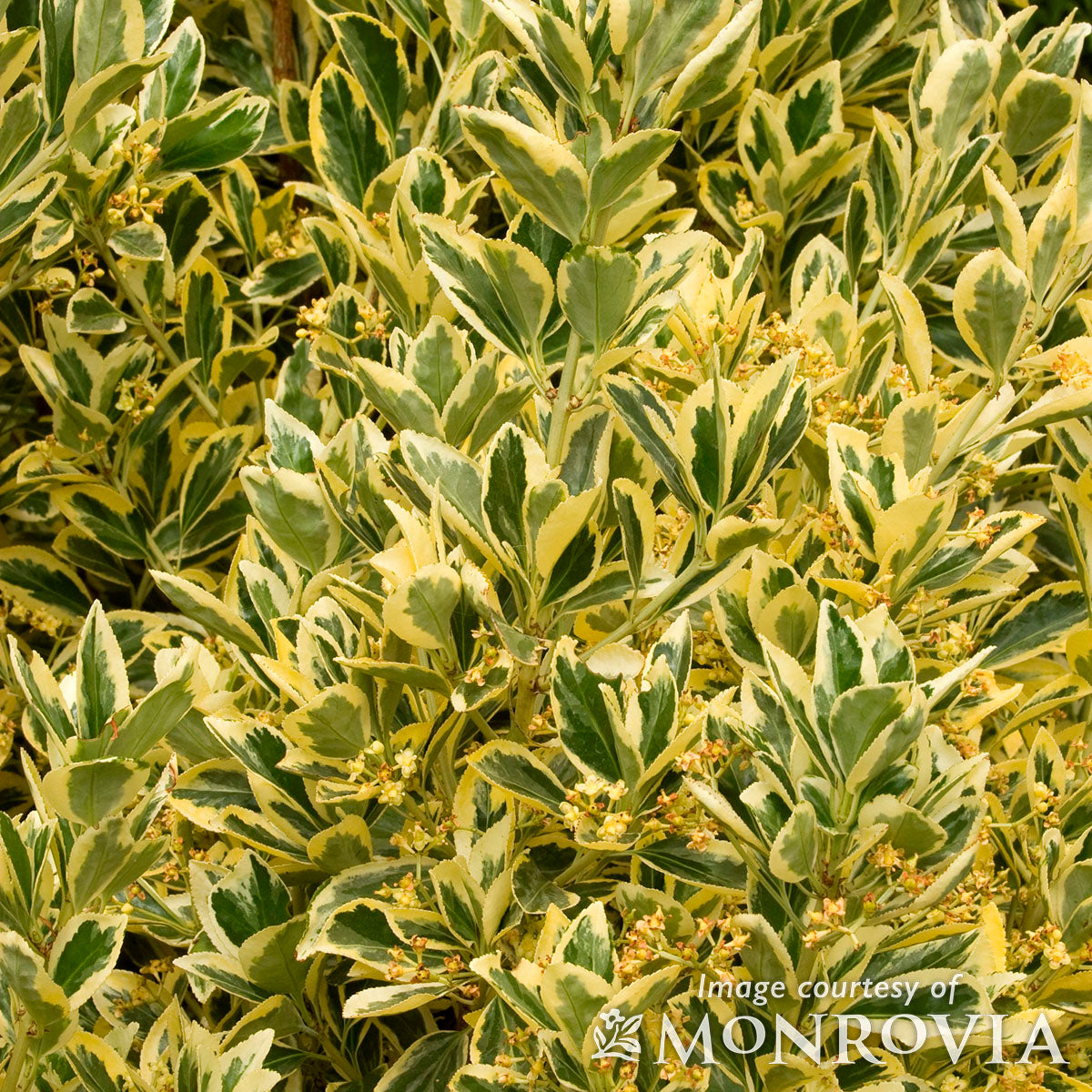 Euonymus japonicus Silver King 5gal Cone