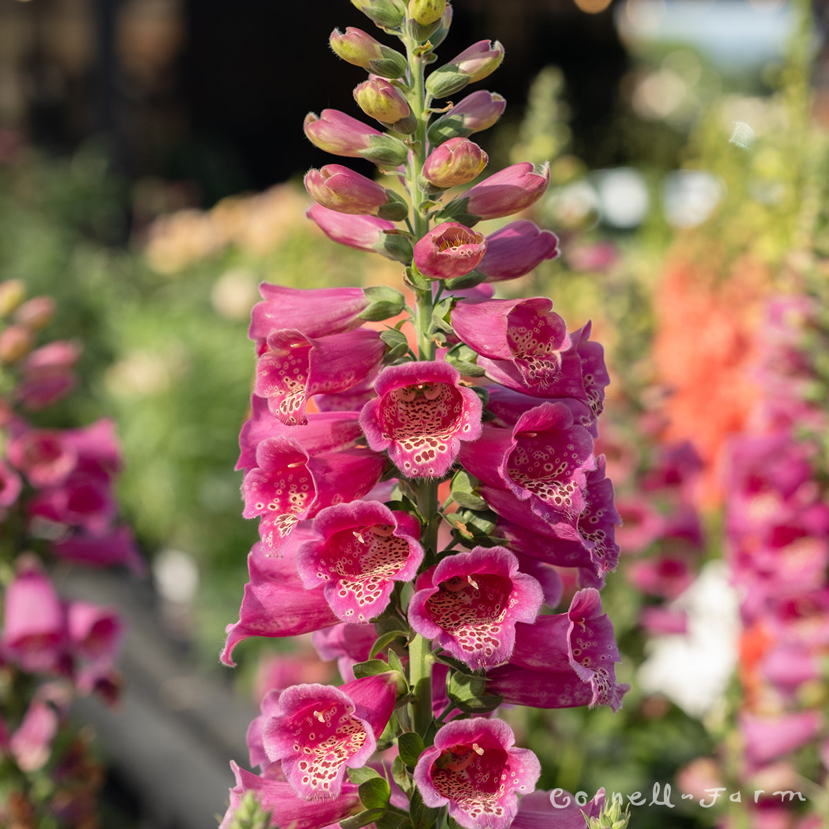 Digitalis Foxybee Dark Red 1gal CF