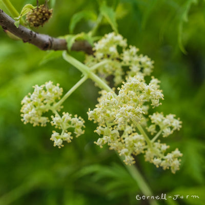 Sambucus racemosa Lemony Lace 2gal