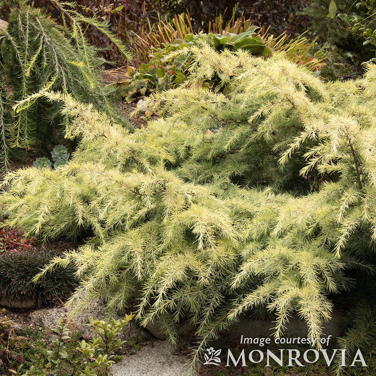 Cedrus deodara Feelin Sunny 5gal dwarf Cedar